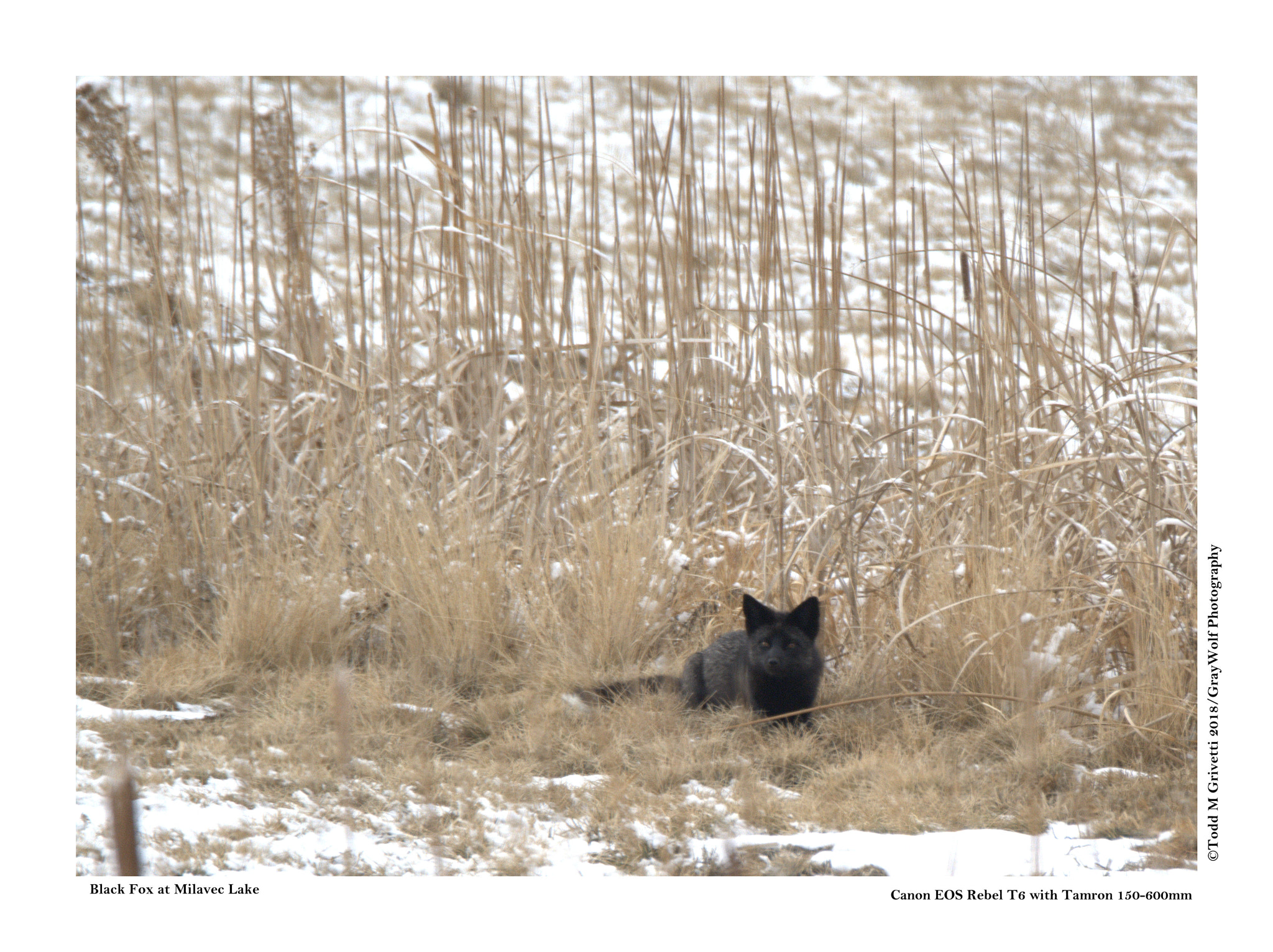 Tamron SP 150-600mm F5-6.3 Di VC USD sample photo. Black fox photography
