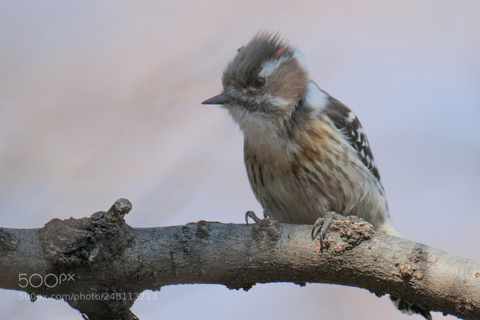 Fujifilm X-H1 sample photo. Portrait of little woodpecker photography