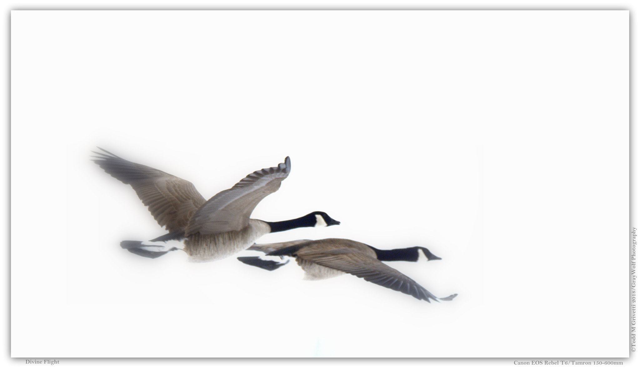 Tamron SP 150-600mm F5-6.3 Di VC USD sample photo. Divine flight photography