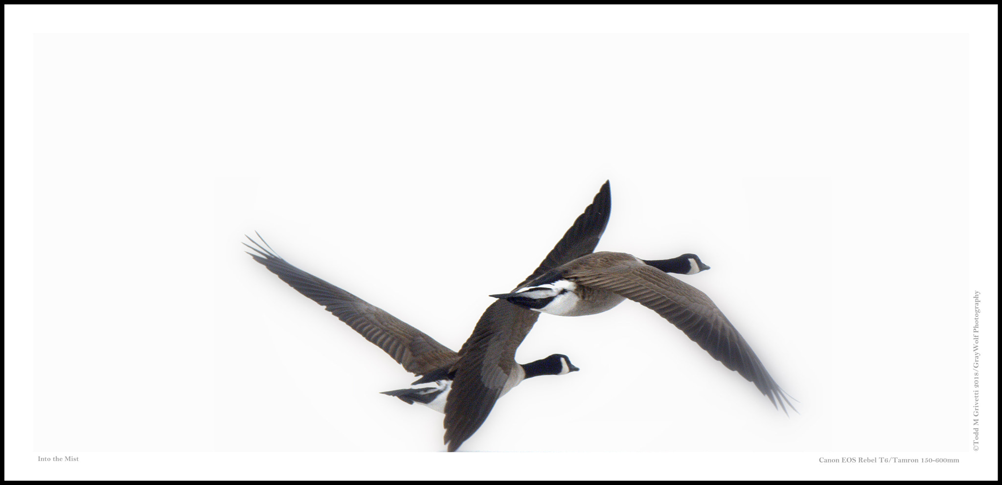 Tamron SP 150-600mm F5-6.3 Di VC USD sample photo. Into the mist photography