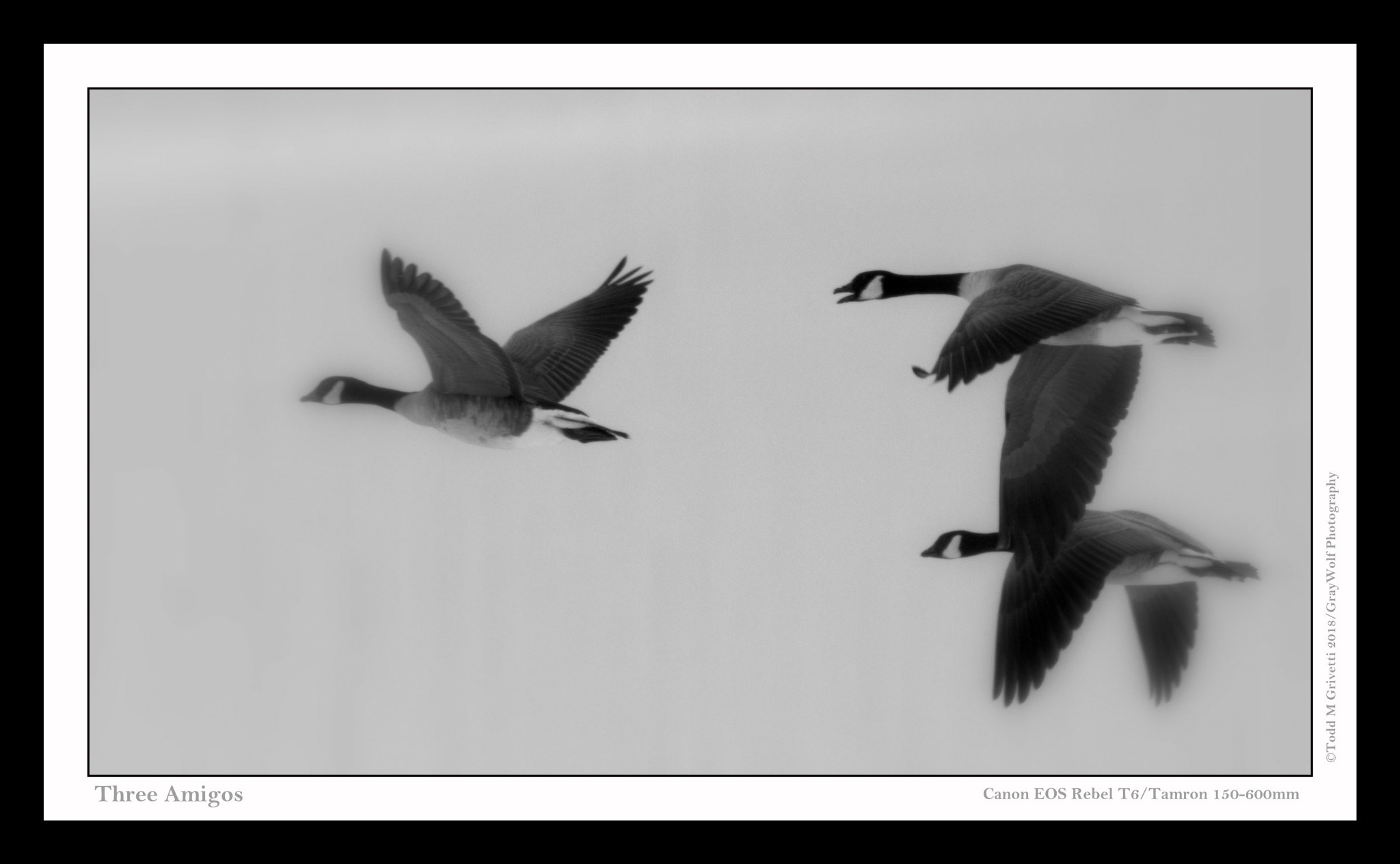 Tamron SP 150-600mm F5-6.3 Di VC USD sample photo. Three amigos photography