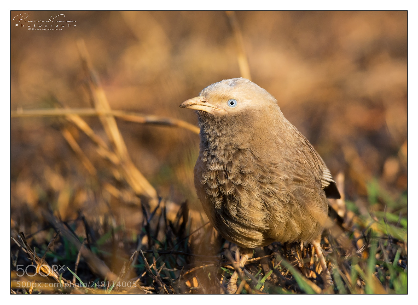 Nikon D5200 sample photo. Jungle babbler photography