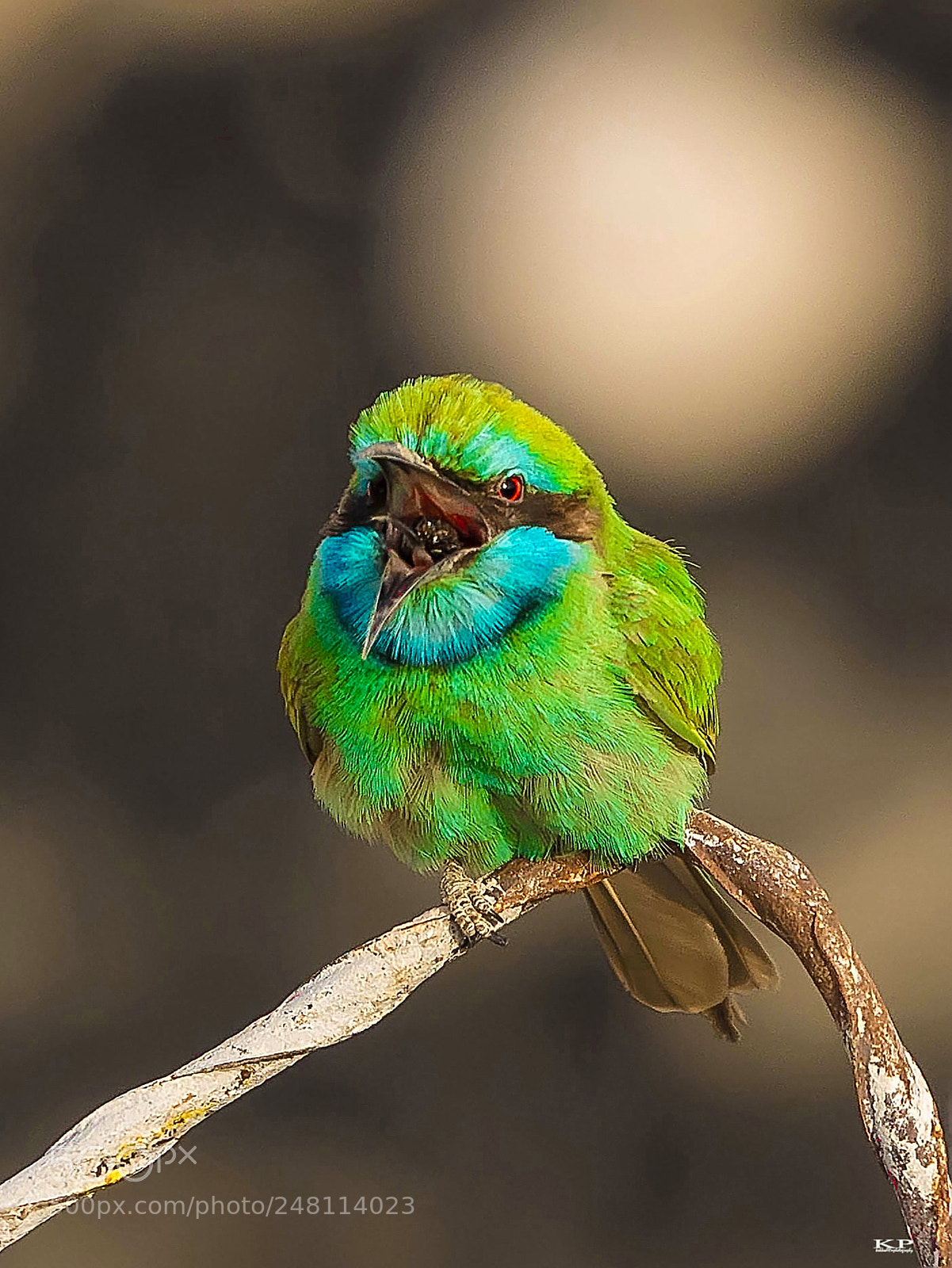 Nikon D7200 sample photo. Green bee-eater photography