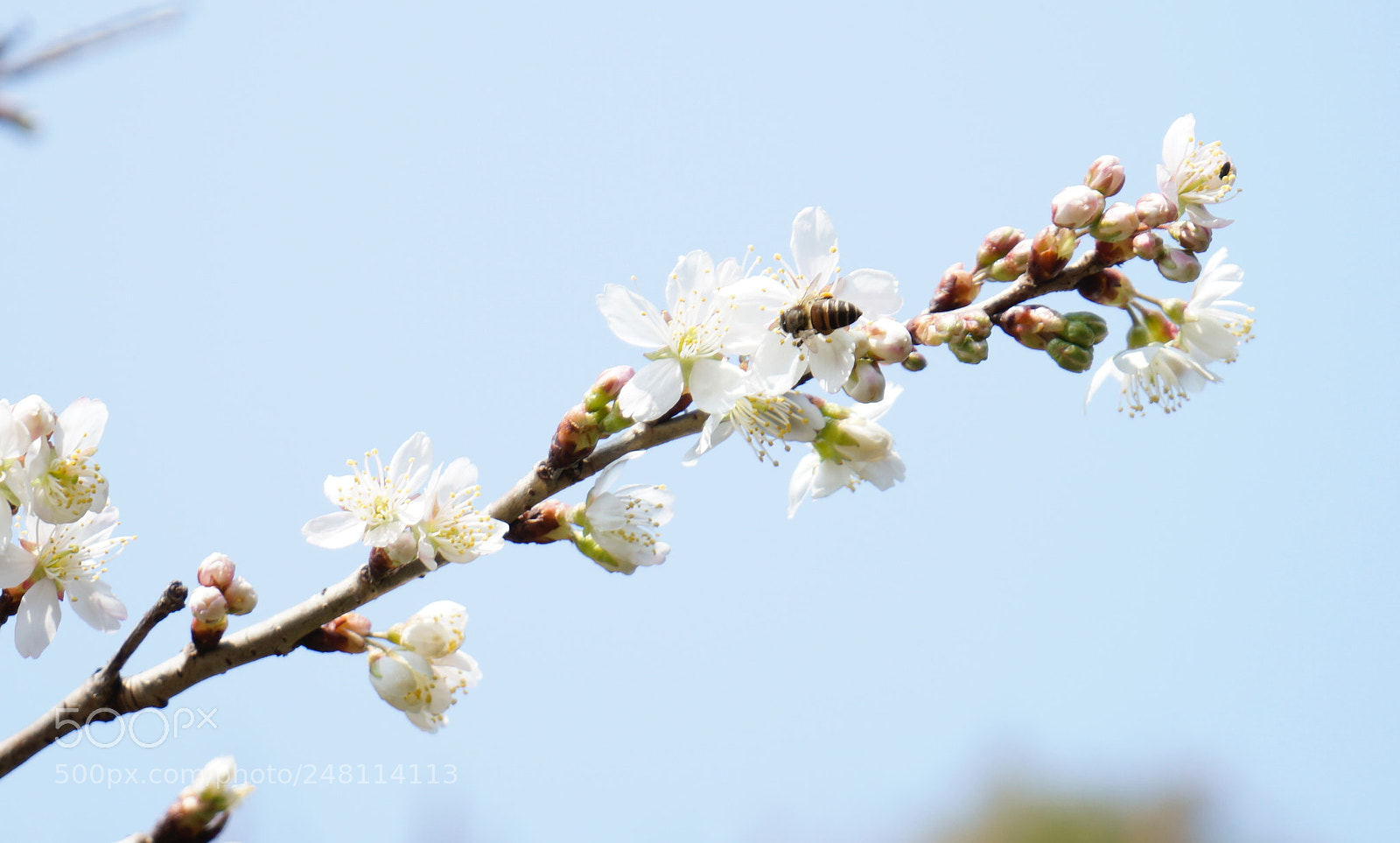 Sony a7 sample photo. Untitled photography