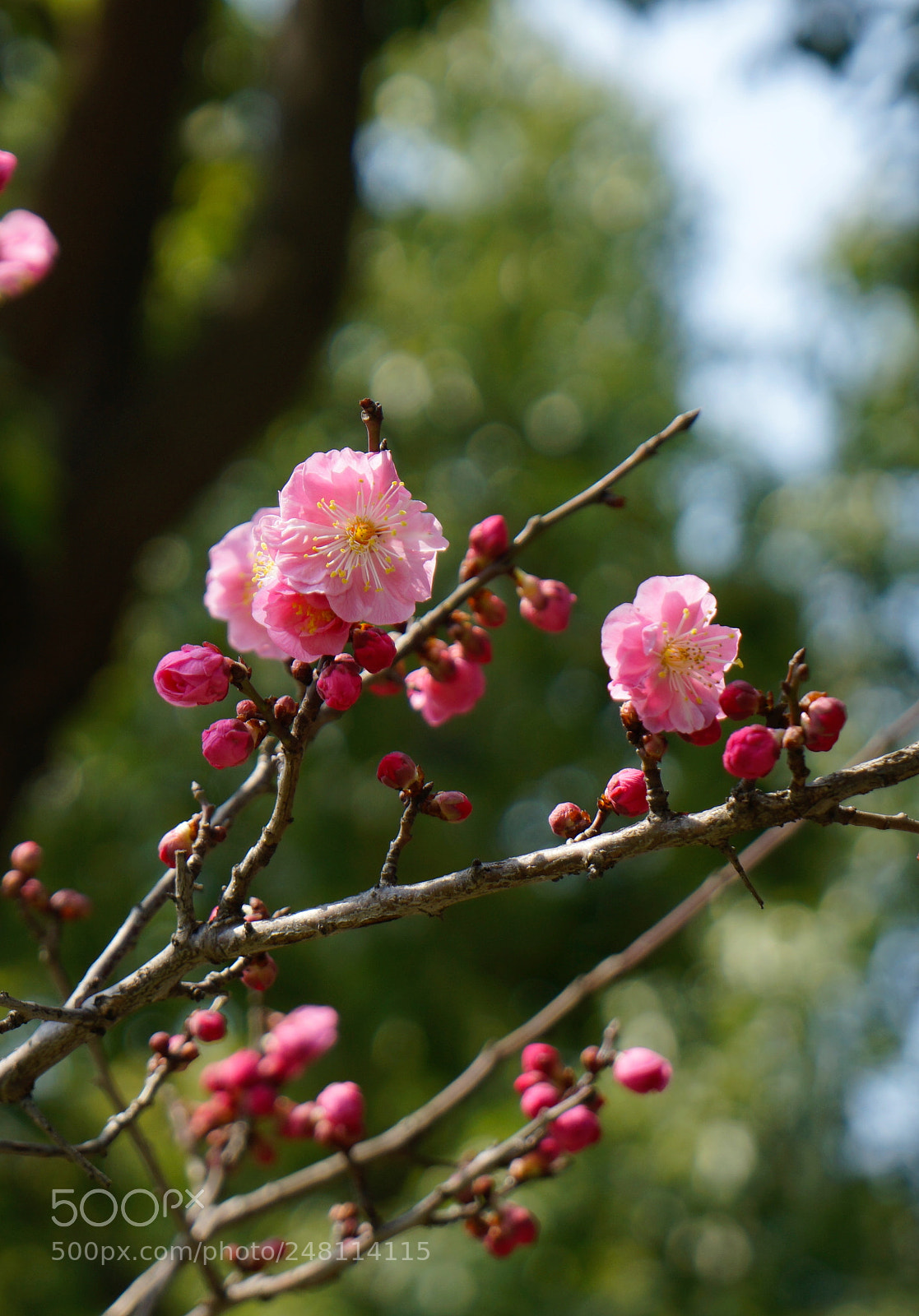 Sony a7 sample photo. Untitled photography