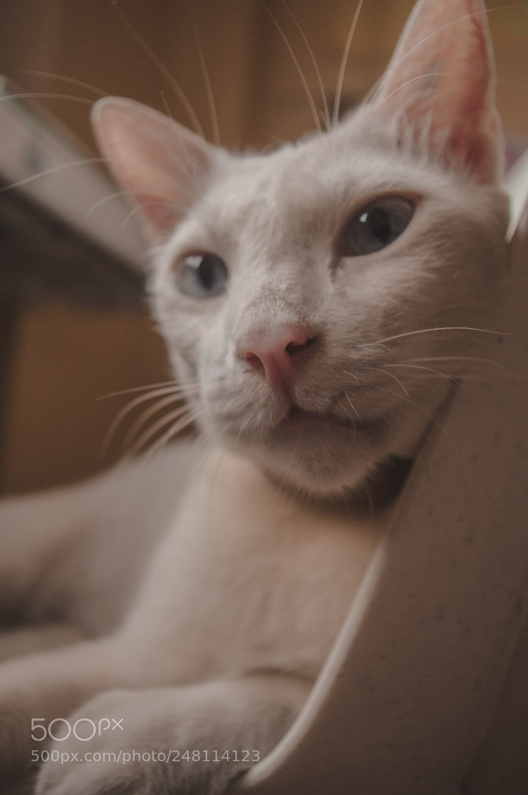 Pentax K-r sample photo. Hatzu photography
