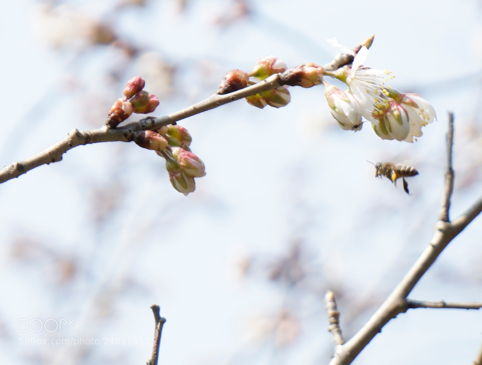 Sony a7 sample photo. Untitled photography