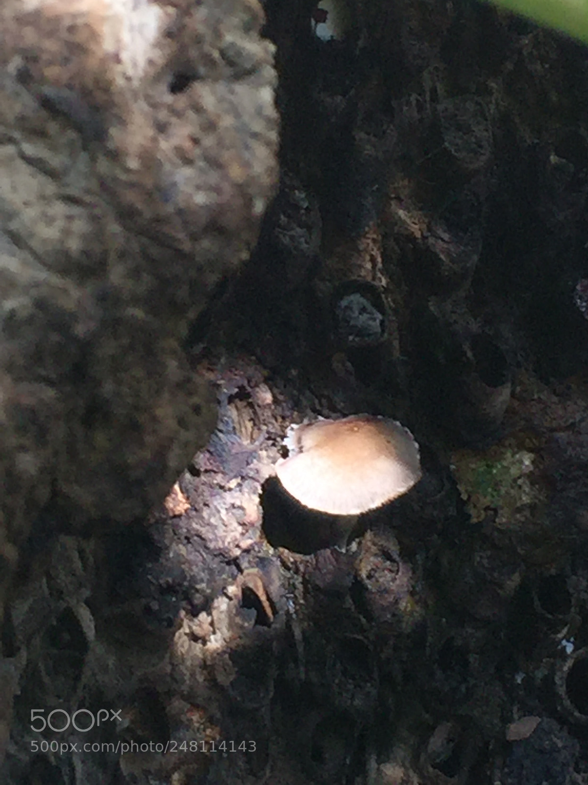 Apple iPhone 6 Plus sample photo. Inside tree photography
