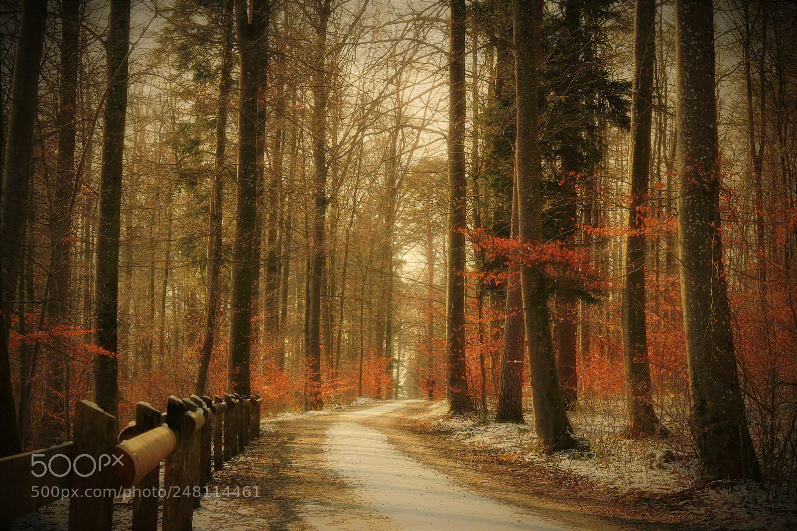 Canon EOS 80D sample photo. Walk in the woods photography