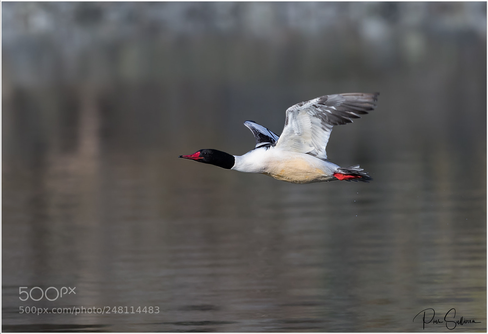 Canon EOS-1D X Mark II sample photo. Merganser photography