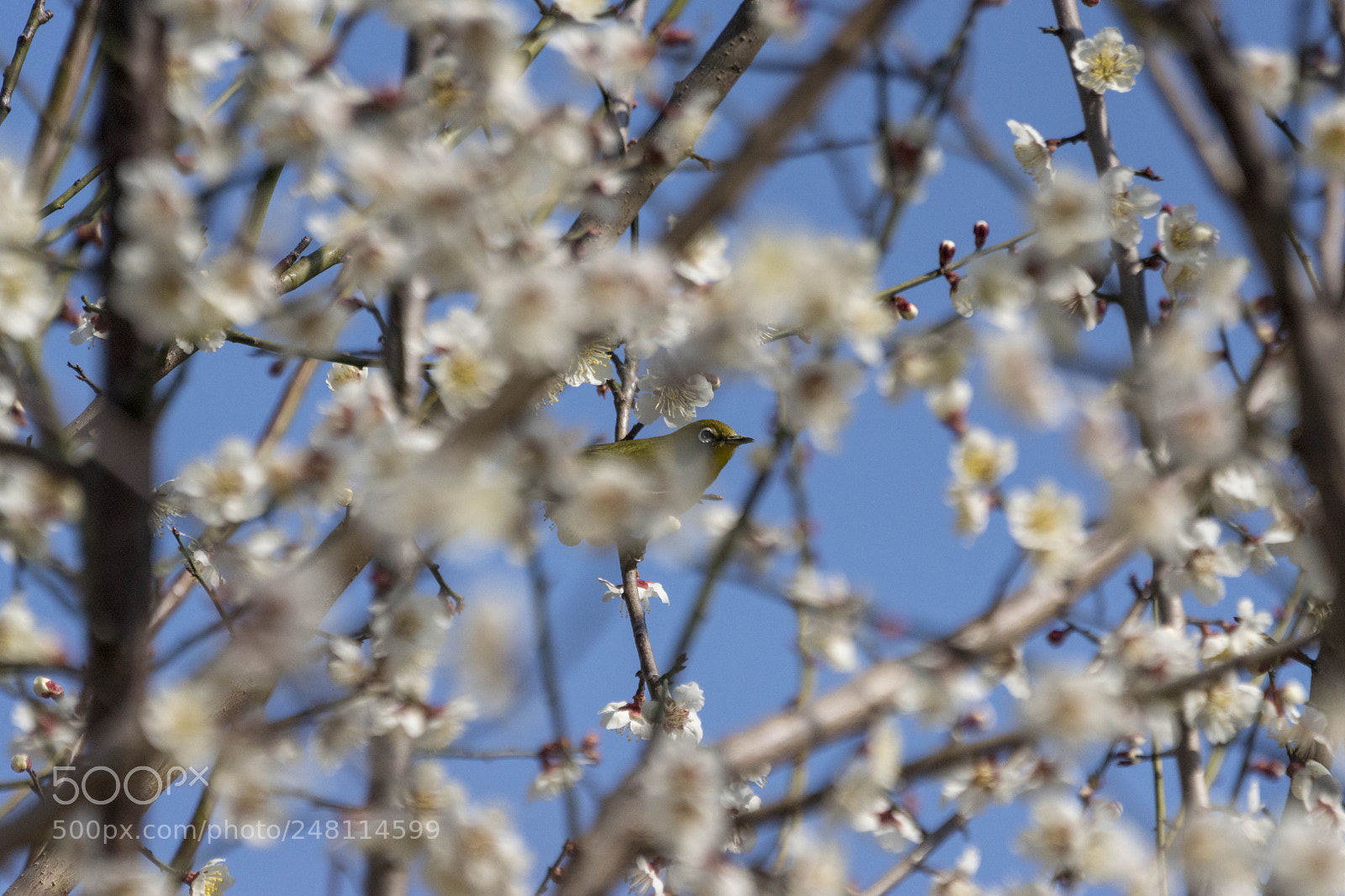 Sony ILCA-77M2 sample photo. Ume photography