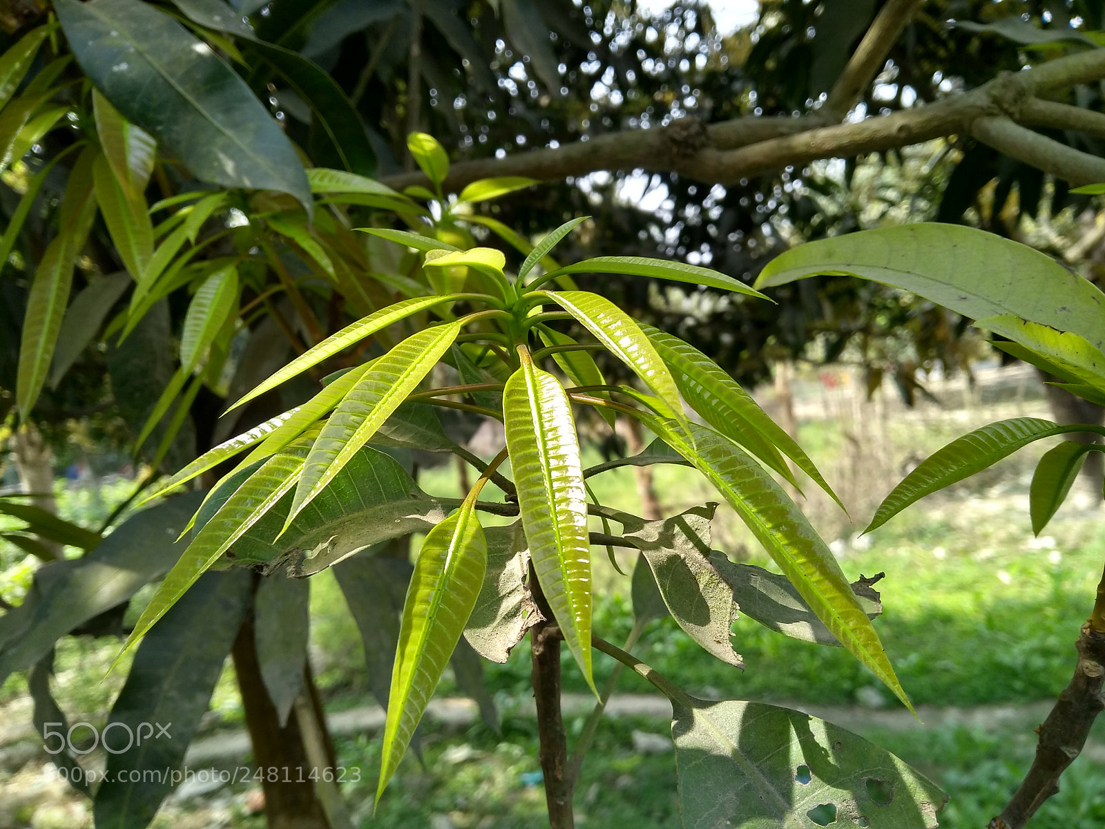 Motorola Moto G (5S) Plus sample photo. Hdr photography