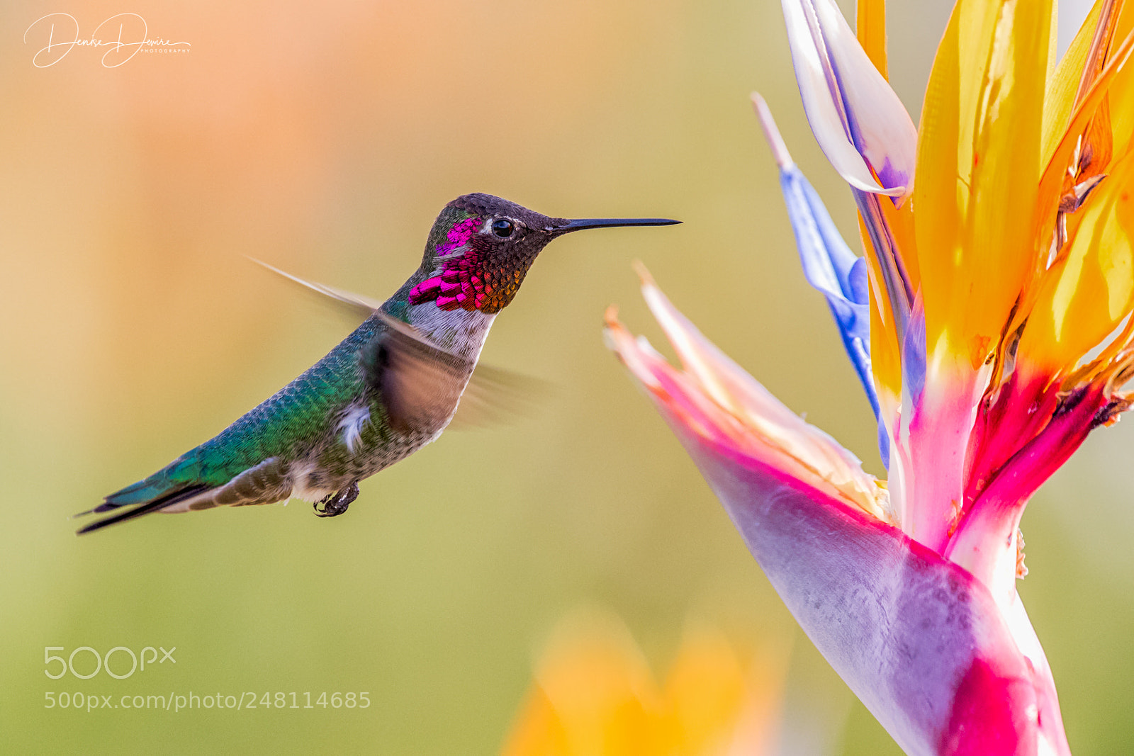 Canon EOS 7D Mark II sample photo. Bird and bird photography