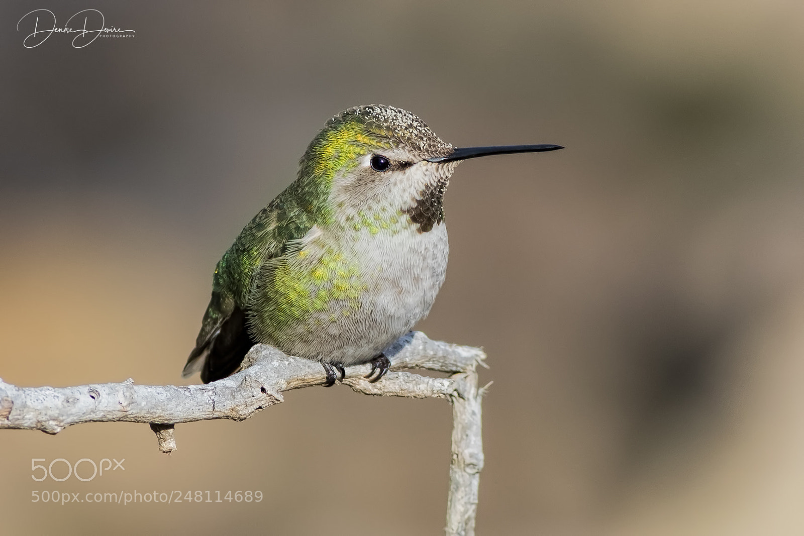 Canon EOS 7D Mark II sample photo. Anna's hummingbird photography