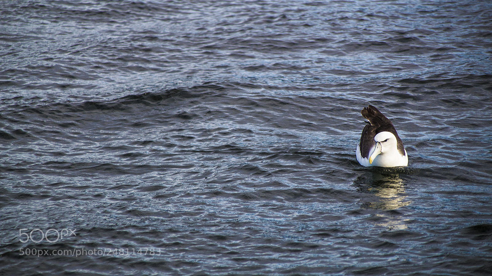 Canon EOS 1300D (EOS Rebel T6 / EOS Kiss X80) sample photo. Albatross photography
