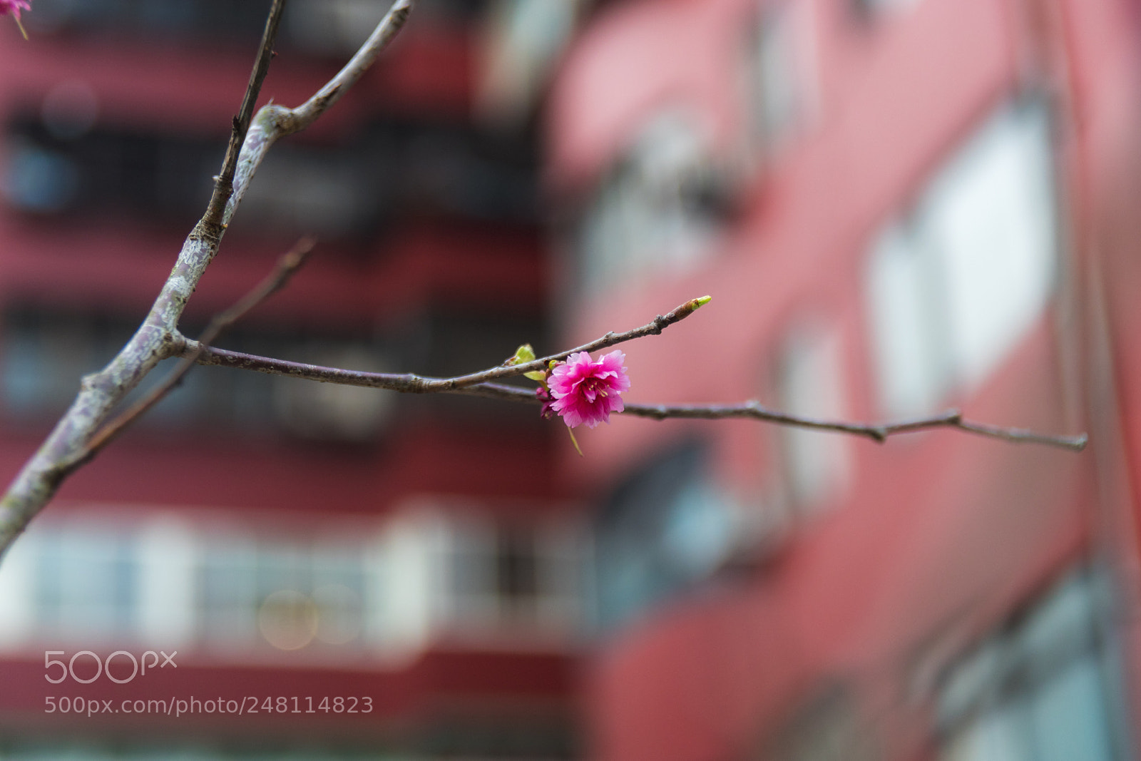 Canon EOS 80D sample photo. *** photography