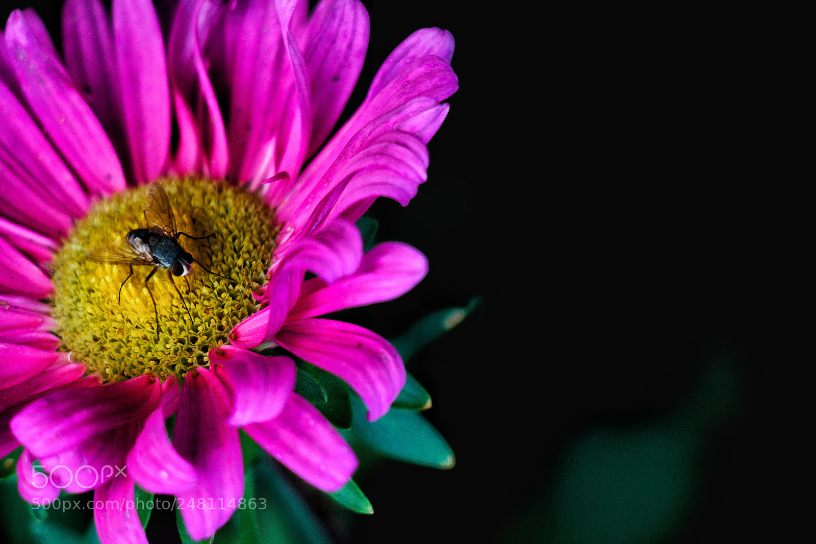 Canon EOS 700D (EOS Rebel T5i / EOS Kiss X7i) sample photo. Beauty is everywhere photography