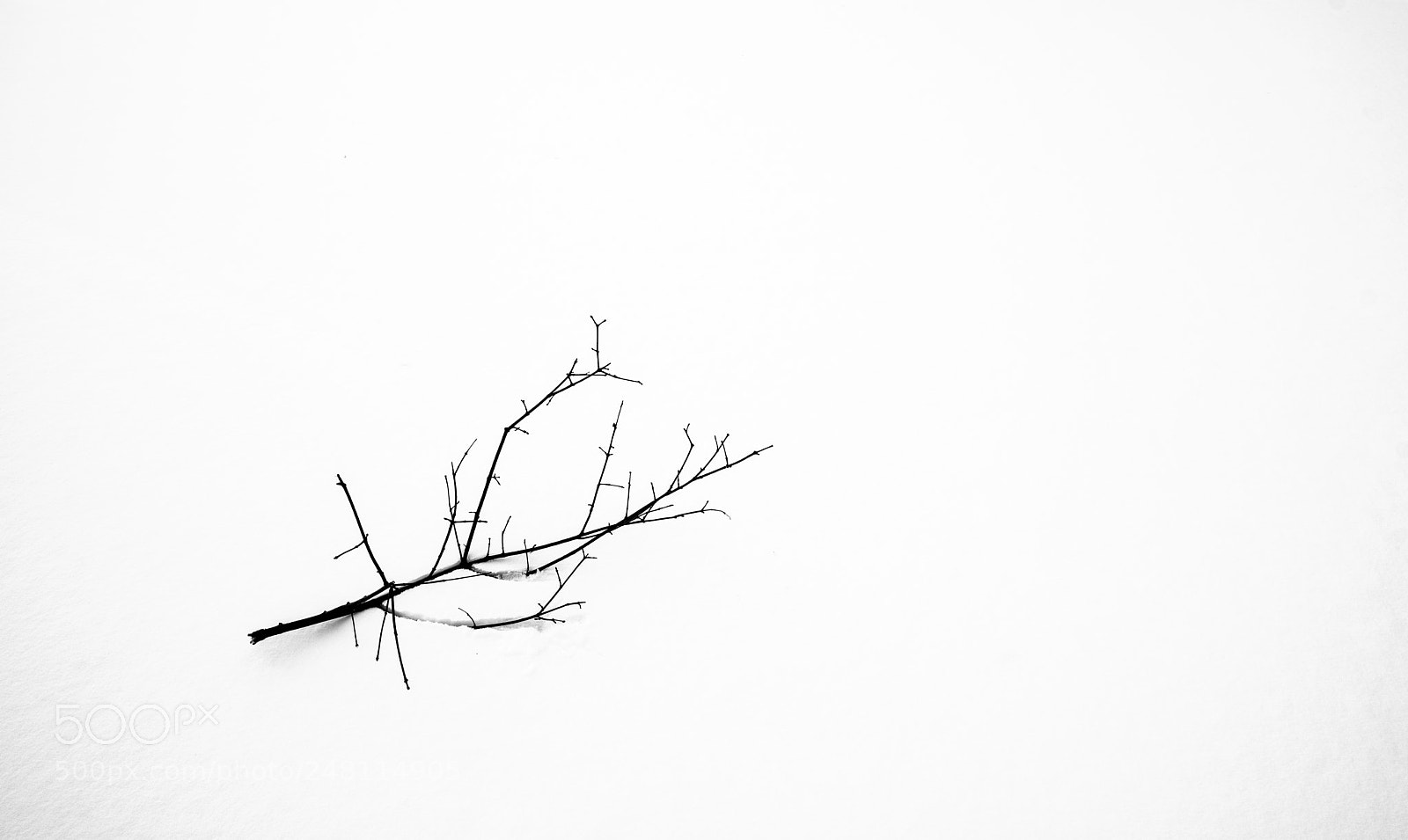 Sony a7R II sample photo. Branch photography