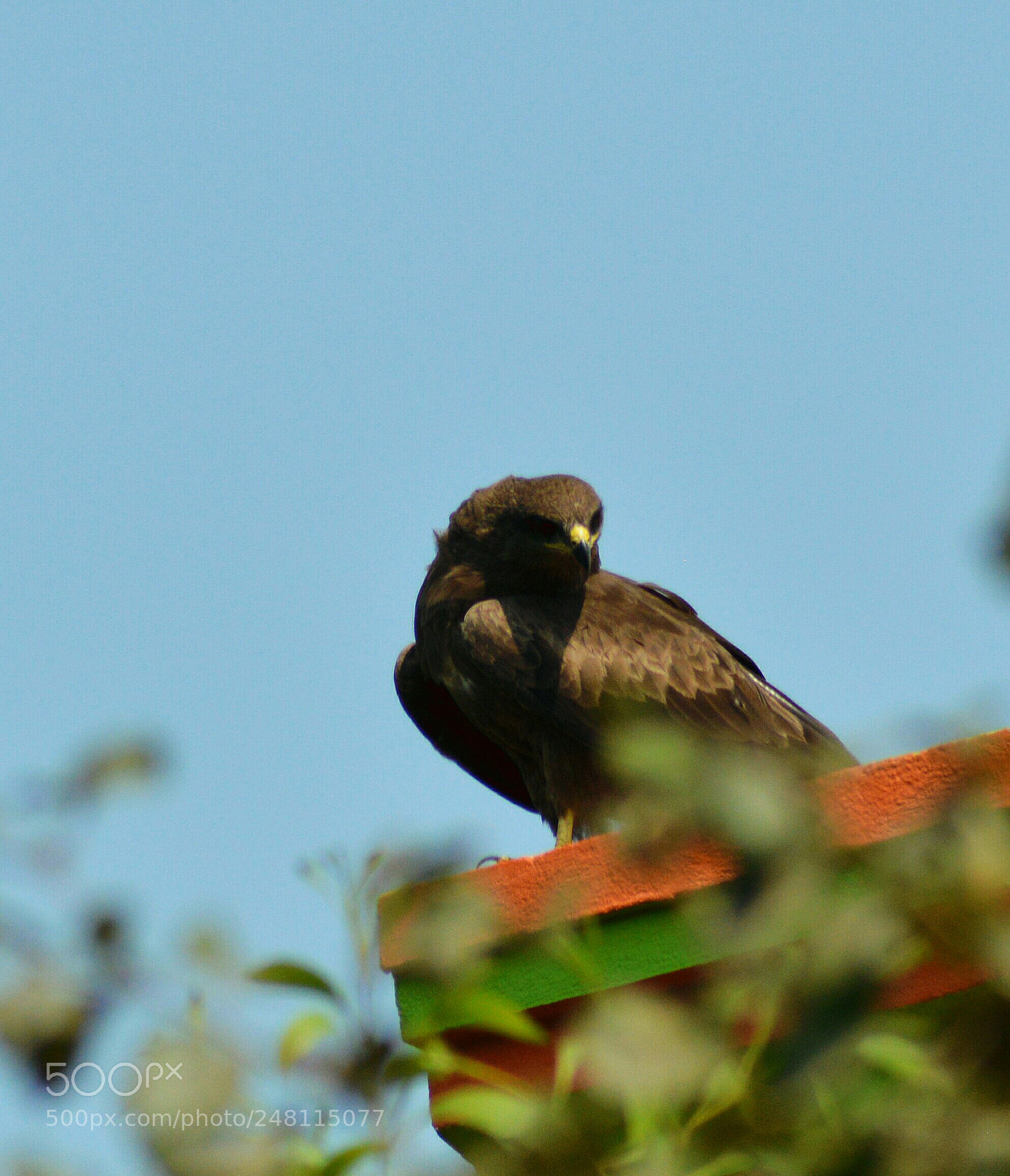 Nikon D3200 sample photo. Stape eagle photography