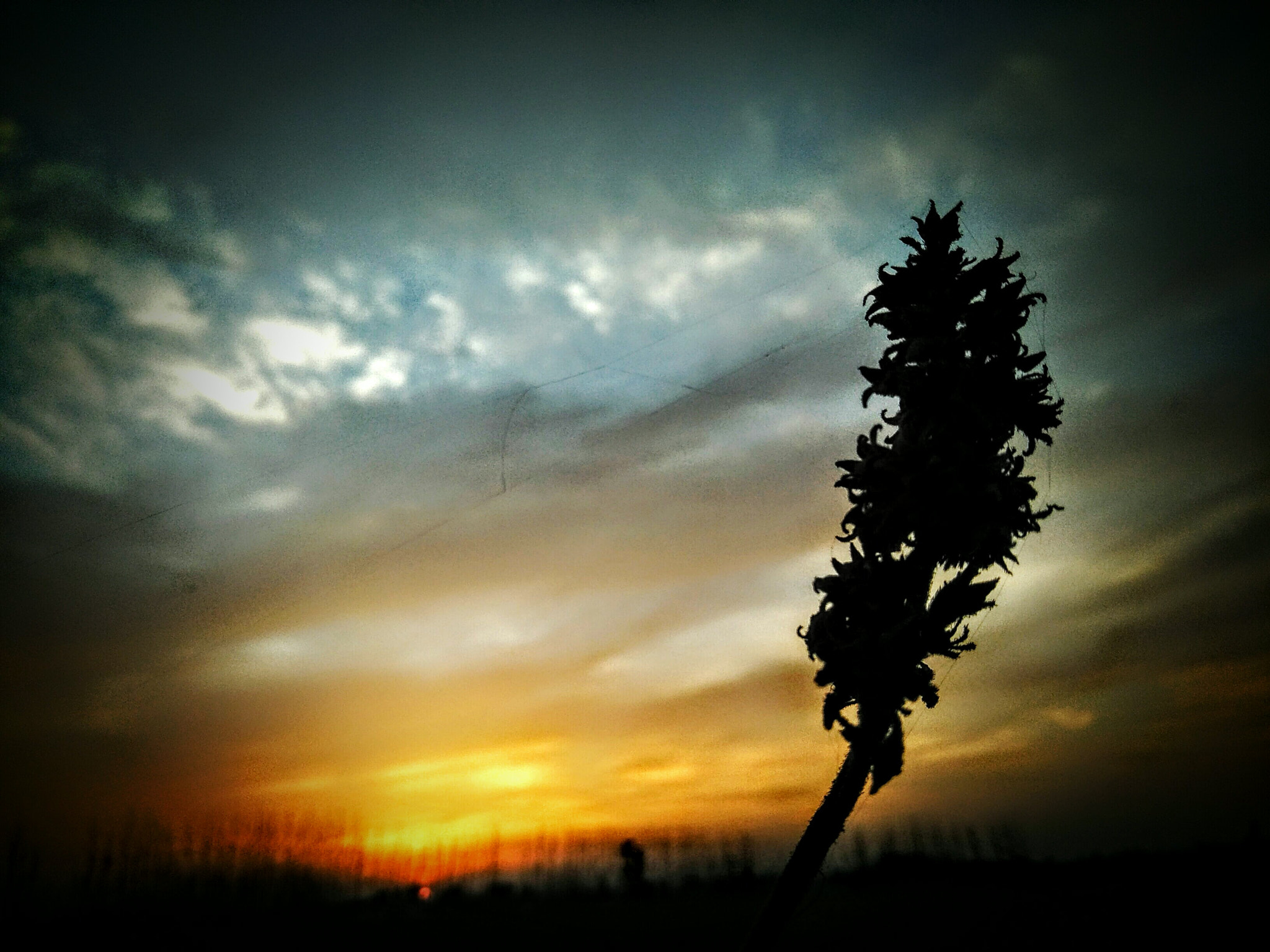 OPPO CPH1701 sample photo