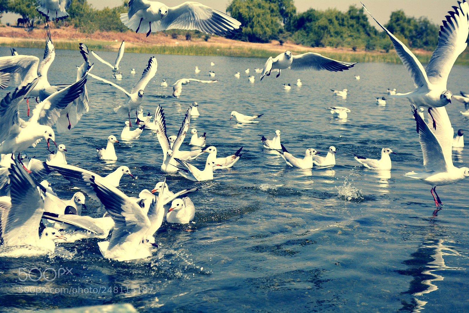 Nikon D5200 sample photo. Untitled photography