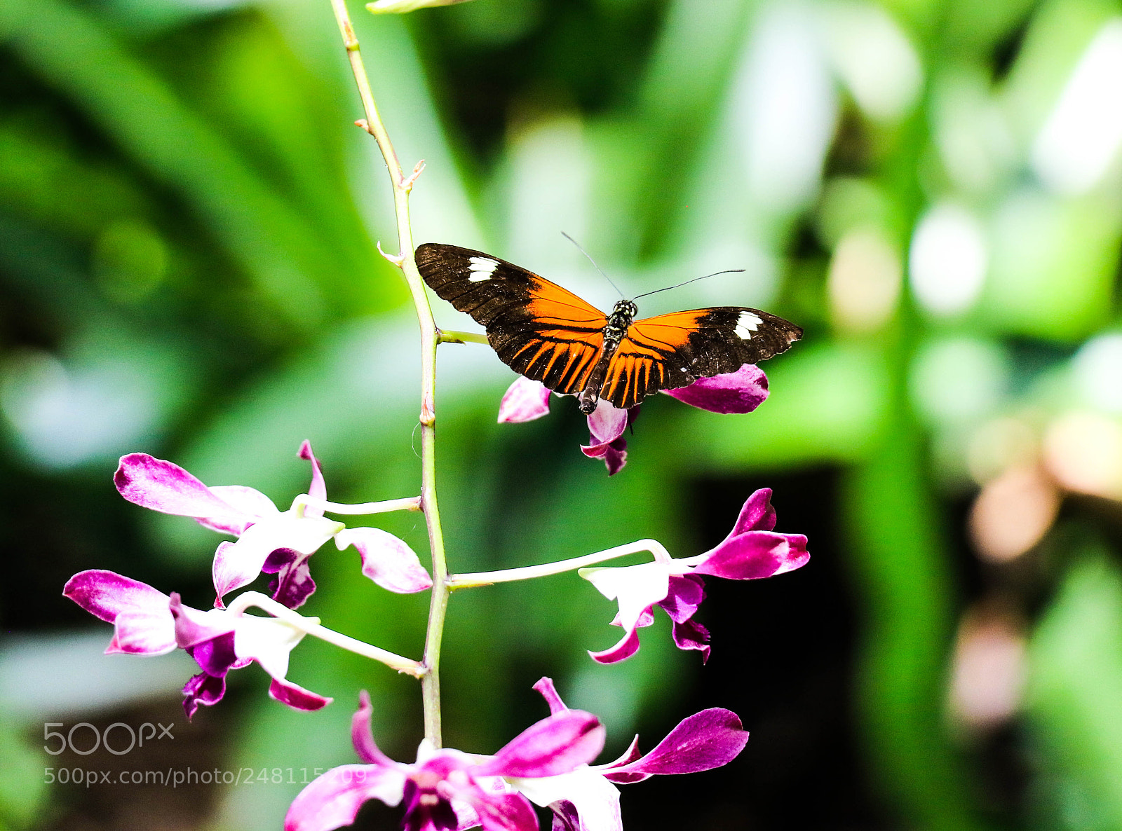 Canon EOS 7D Mark II sample photo. Monarch photography