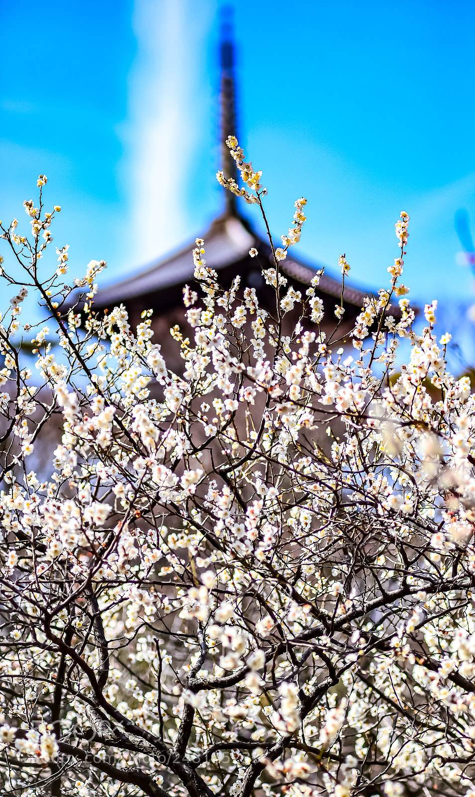 Nikon Df sample photo. White plum in blue photography