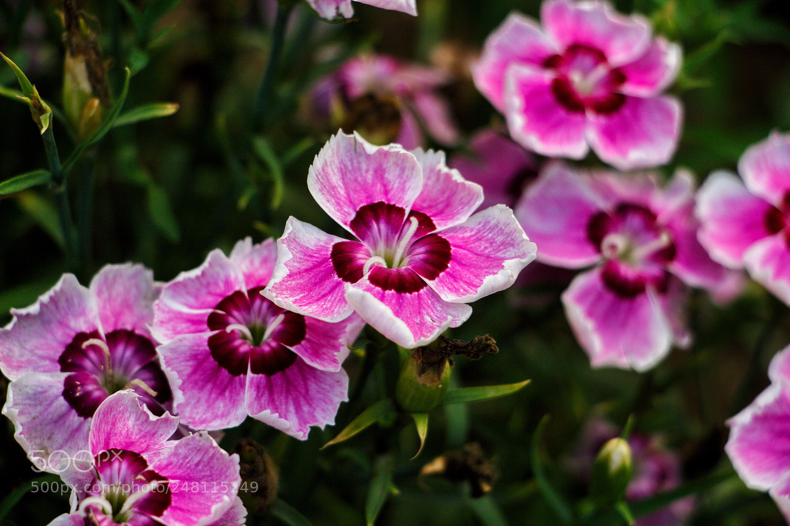 Canon EOS 700D (EOS Rebel T5i / EOS Kiss X7i) sample photo. Pure photography