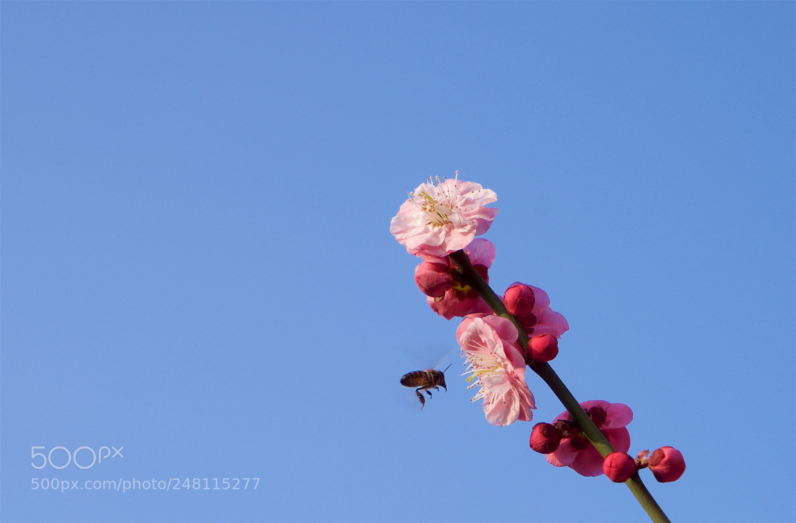 Sony a7 sample photo. Earlier spring photography