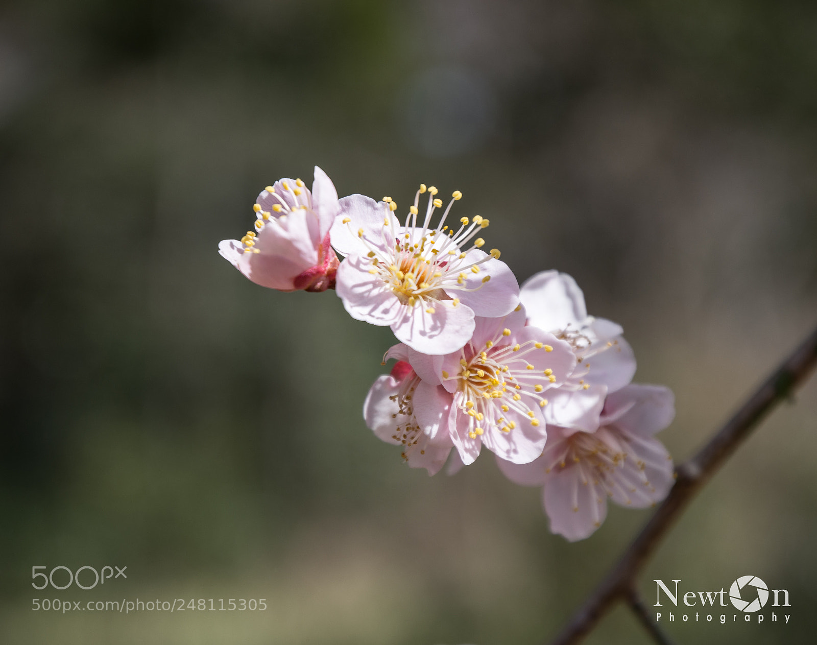 Nikon D7200 sample photo. Plum blossom photography