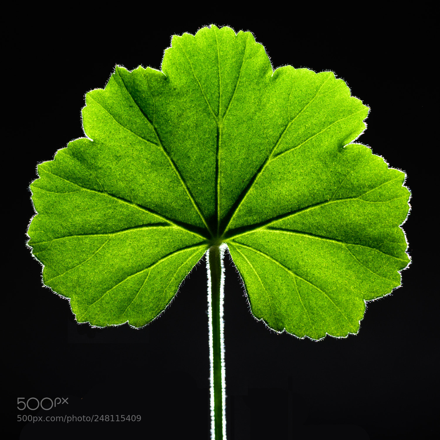 Nikon D850 sample photo. Germanium leaf photography