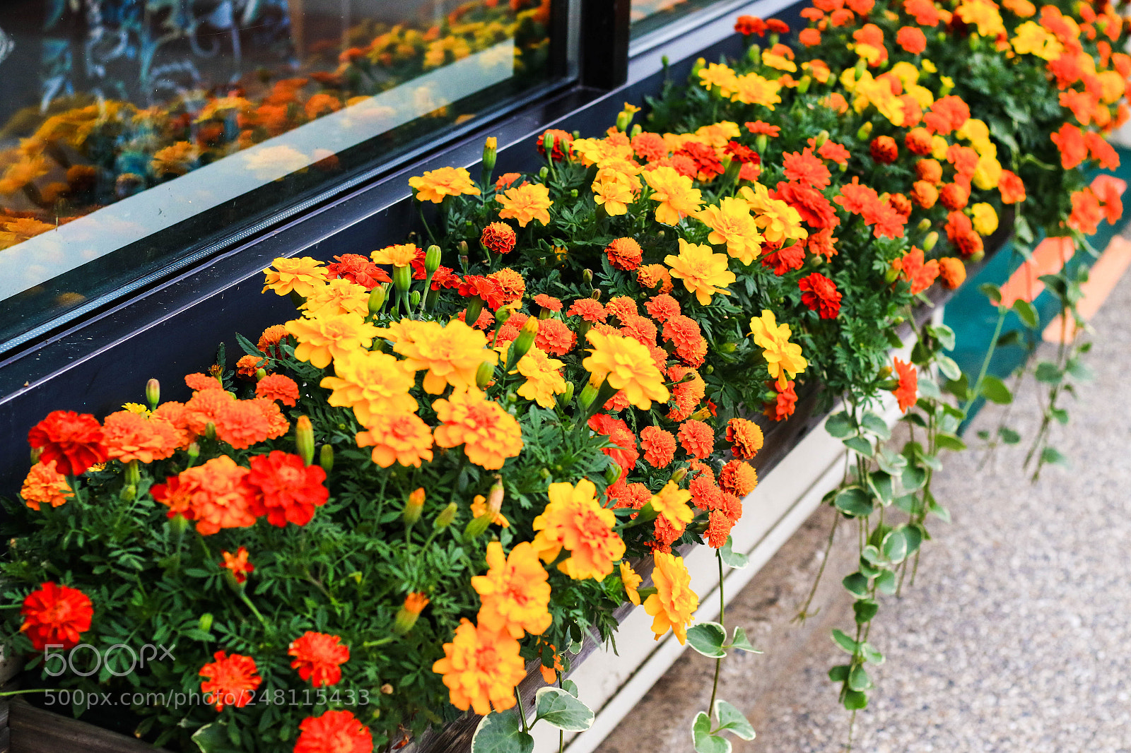 Canon EOS 7D Mark II sample photo. Flowers on the window photography