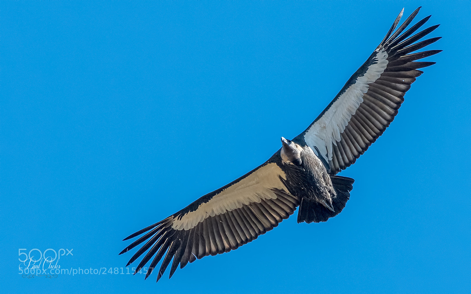 Nikon D500 sample photo. White-rumped vulture photography