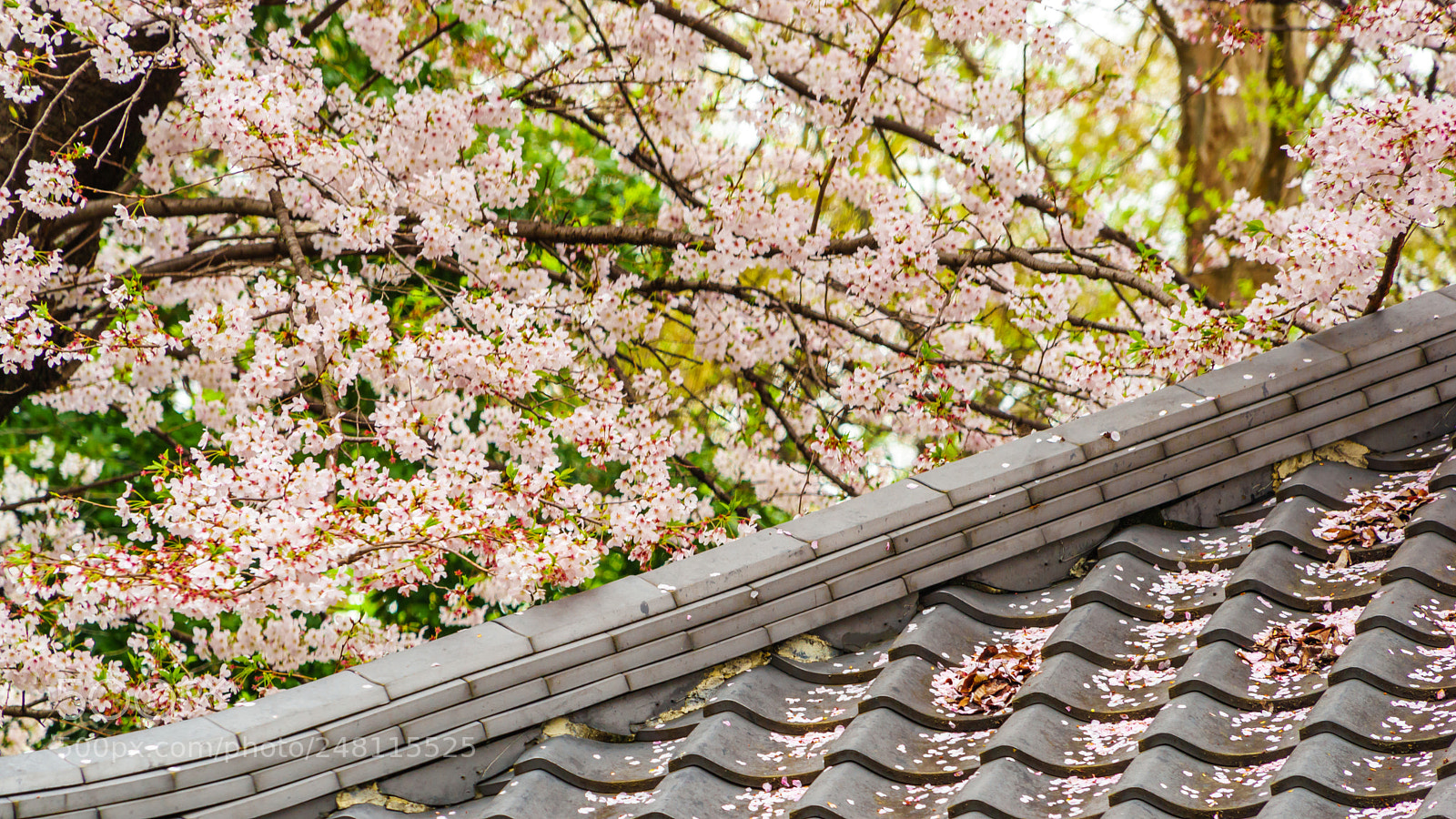 Sony a7 II sample photo. Spring is coming photography