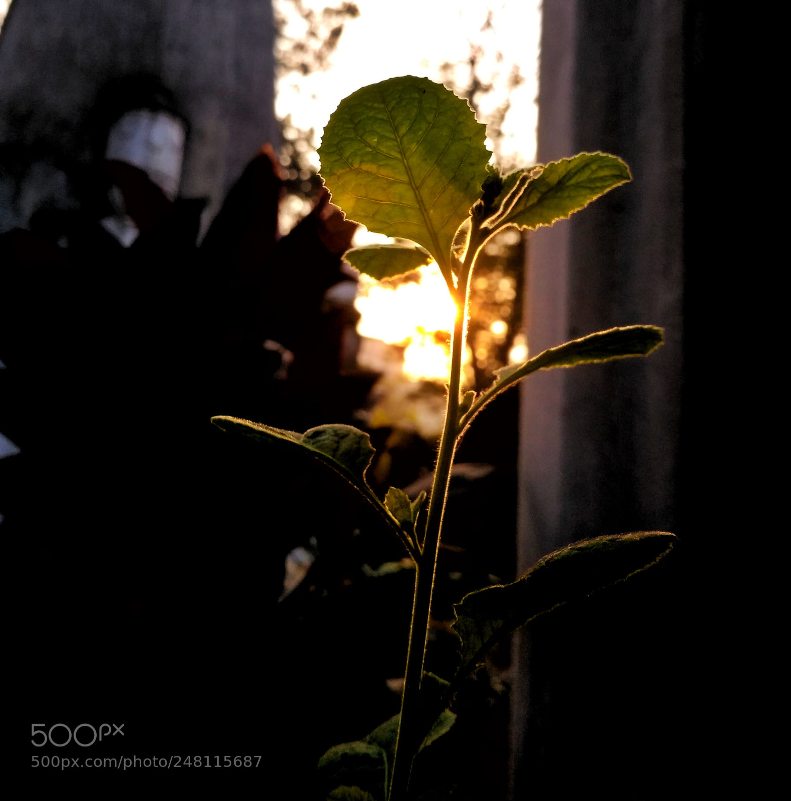 Xiaomi Redmi 3S sample photo. Golden hallow photography