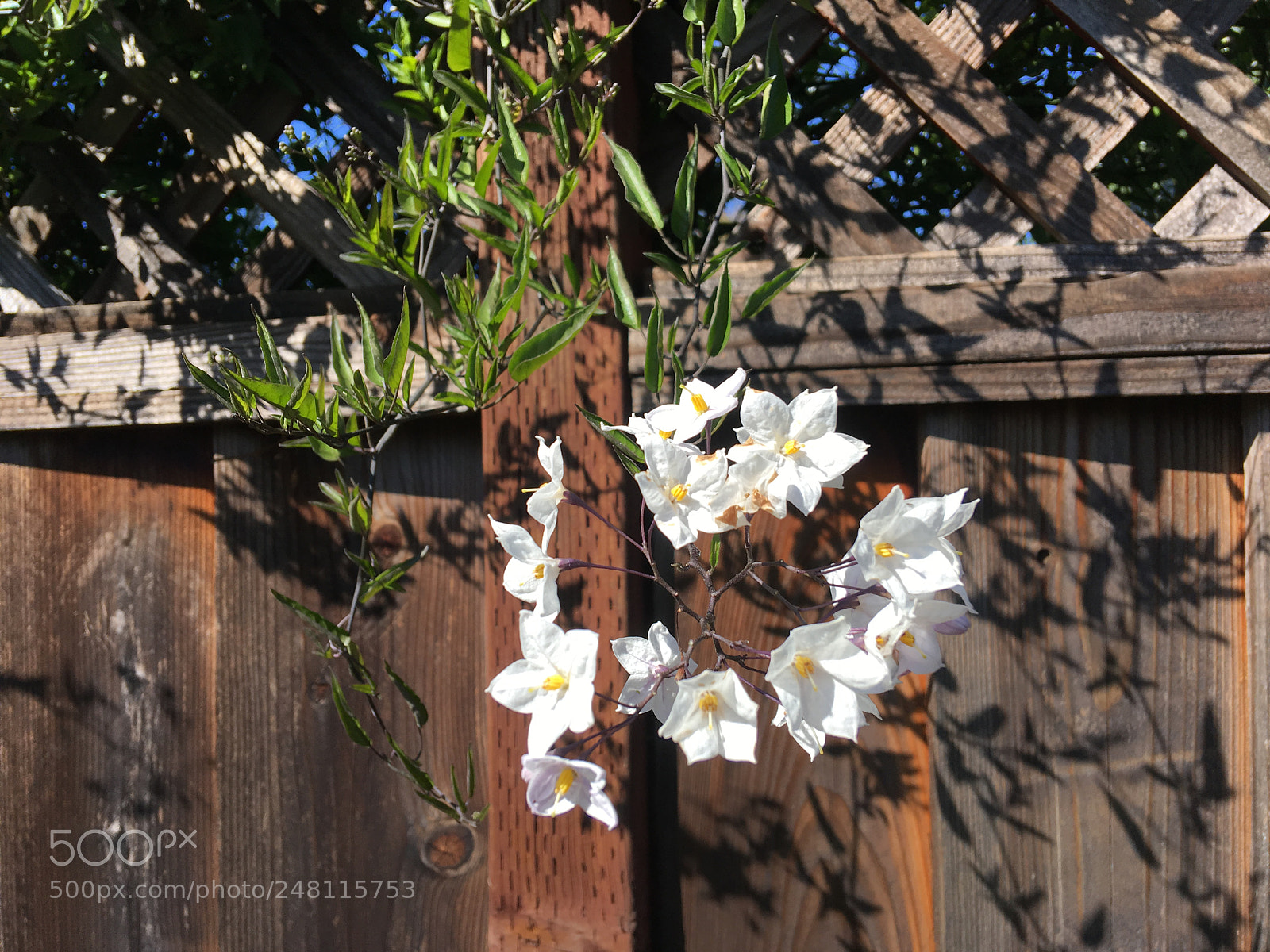 Apple iPhone 6s Plus sample photo. The flowers who disobey photography