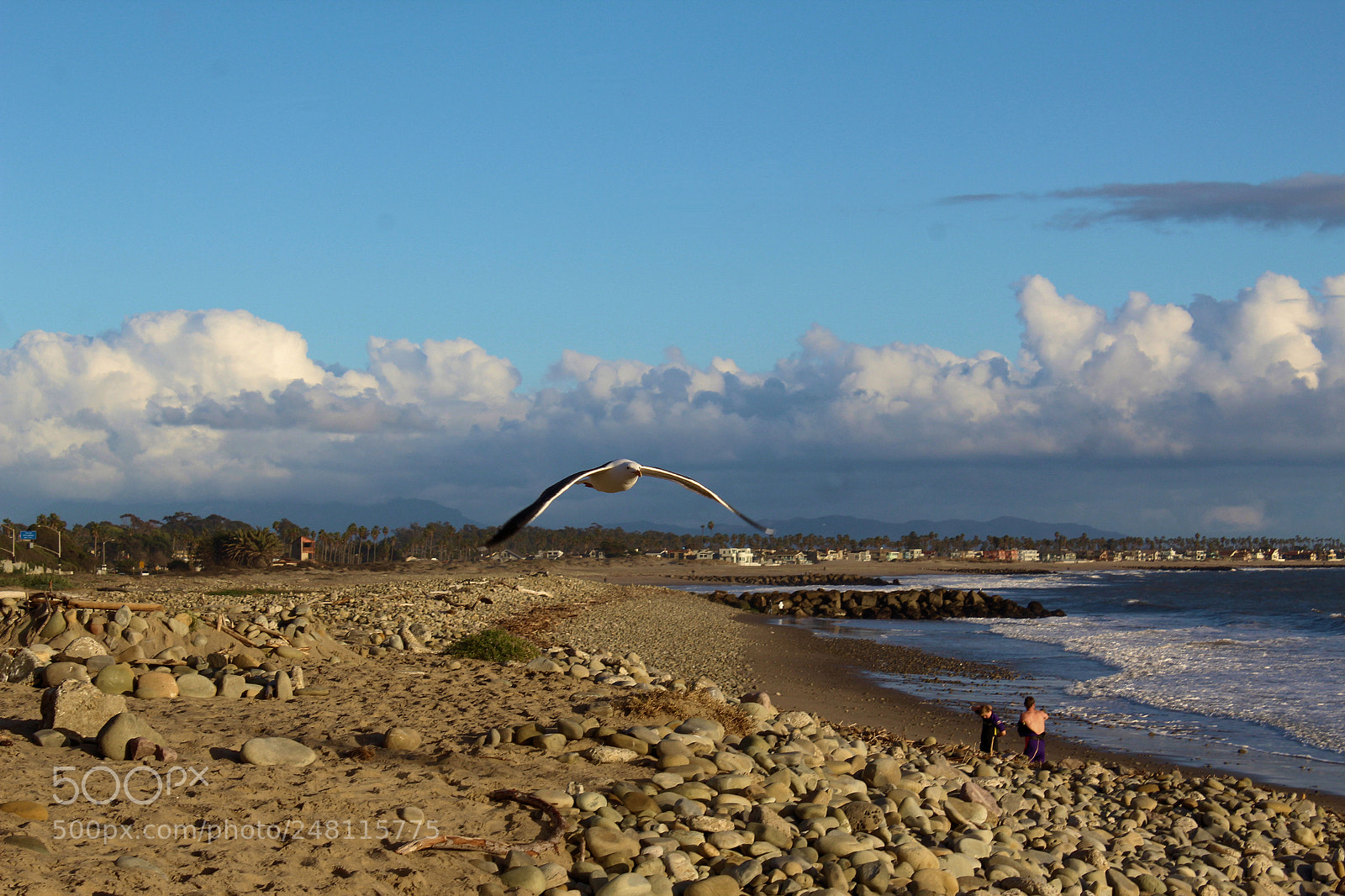 Canon EOS 1300D (EOS Rebel T6 / EOS Kiss X80) sample photo. Seagull photography