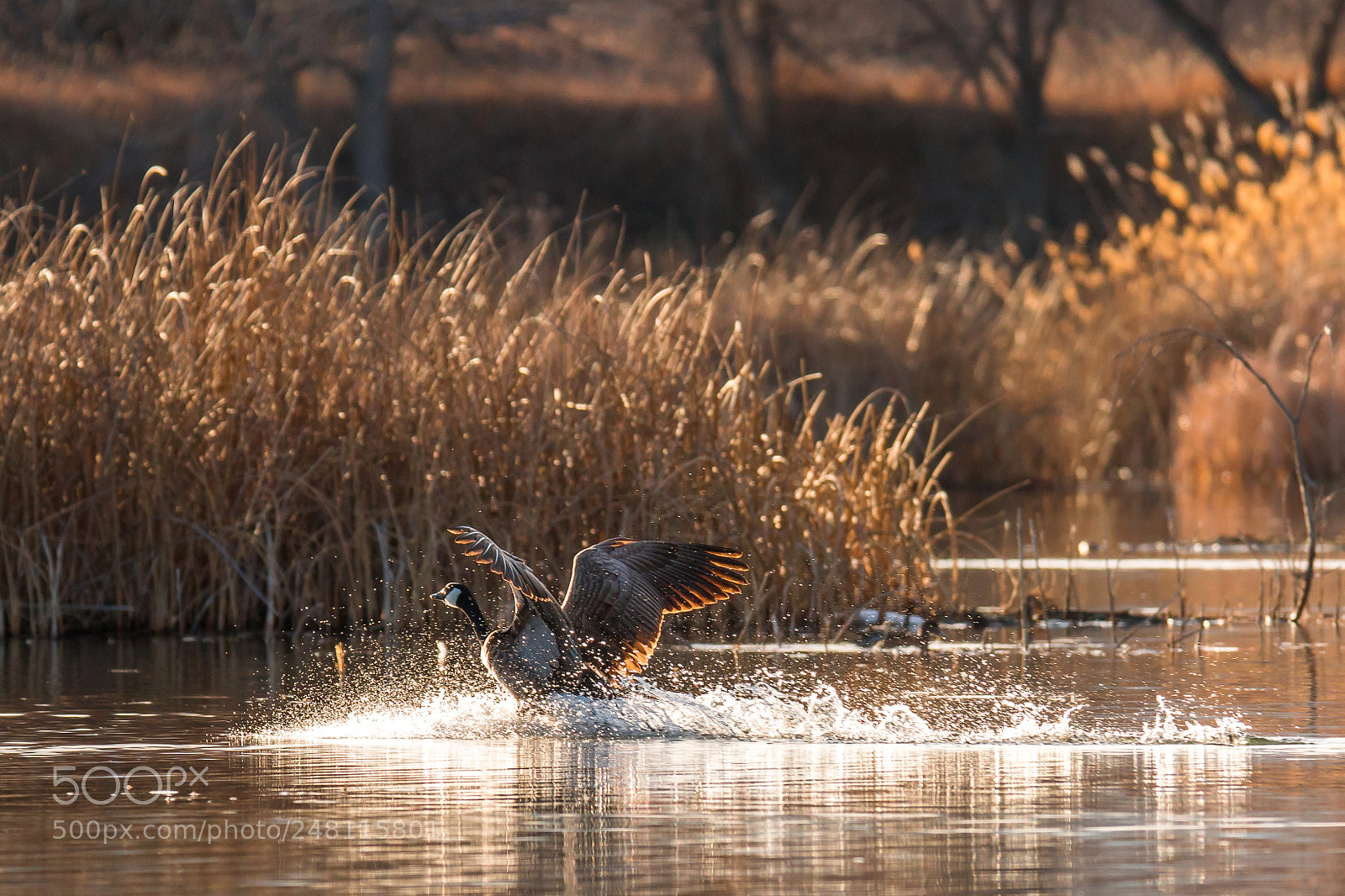 Sony SLT-A77 sample photo. Canada goose photography