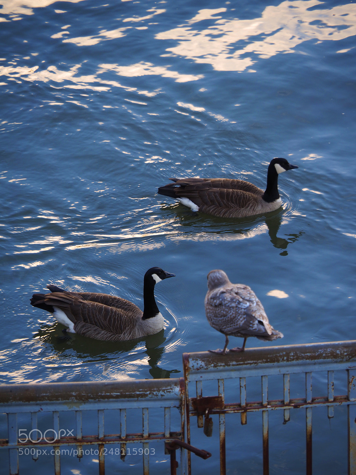Olympus OM-D E-M1 sample photo. Bird photography