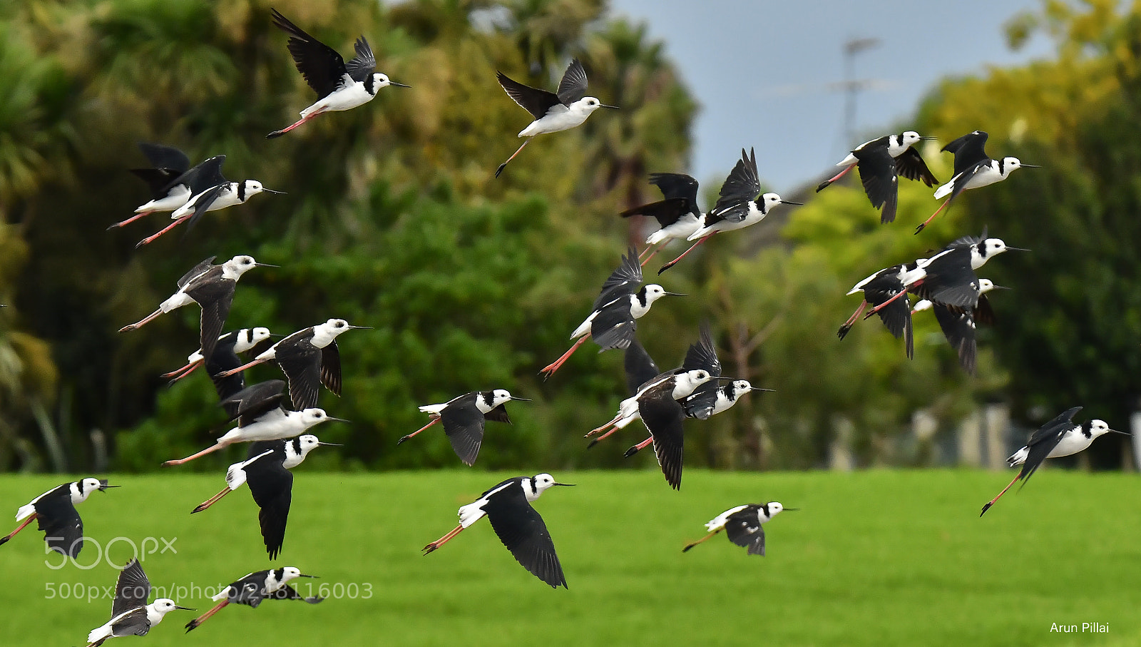Nikon D500 sample photo. Pied stilts photography