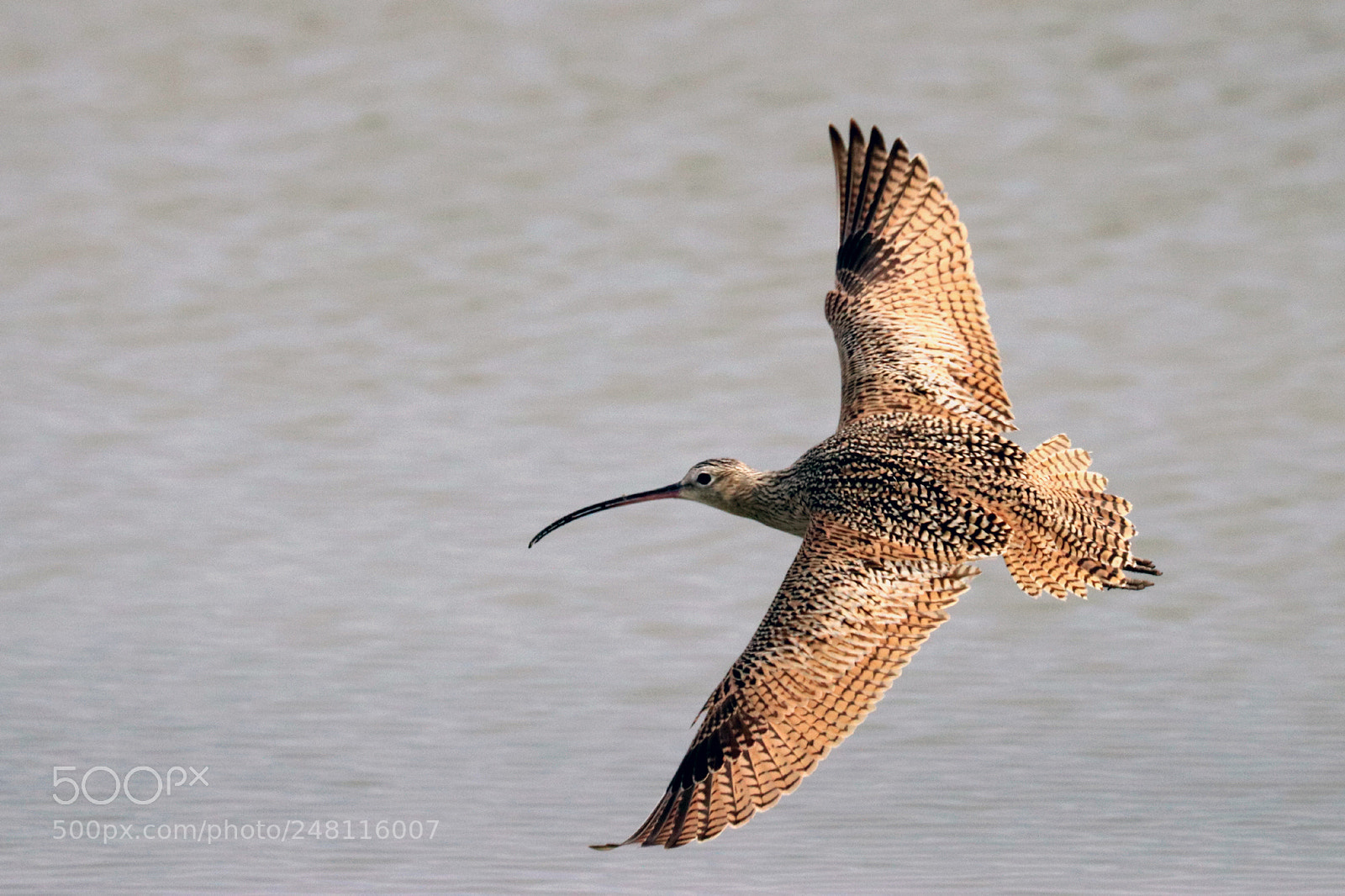 Canon EOS 80D sample photo. Long-billed curlew photography