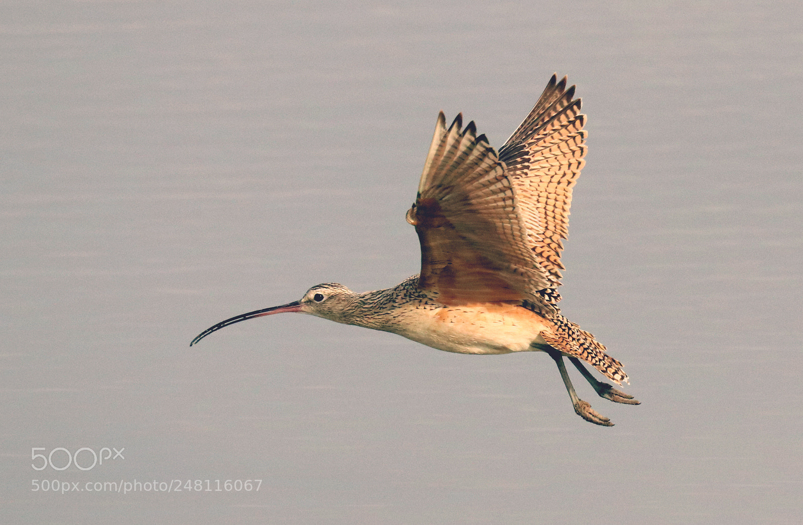 Canon EOS 80D sample photo. Long-billed curlew photography