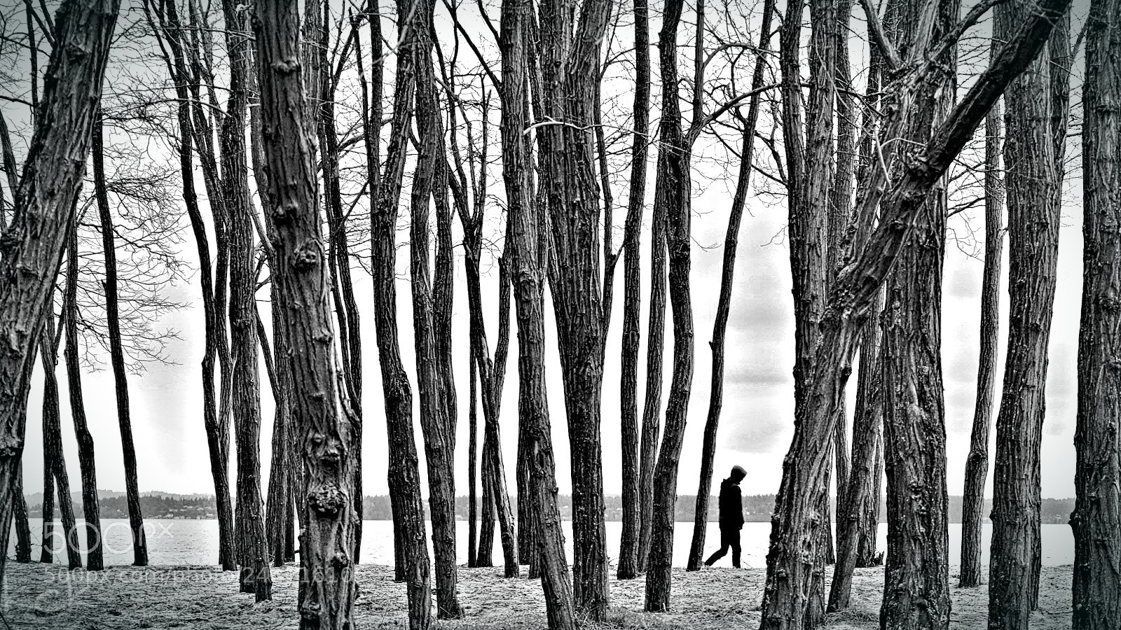Olympus OM-D E-M10 II sample photo. Trees. photography