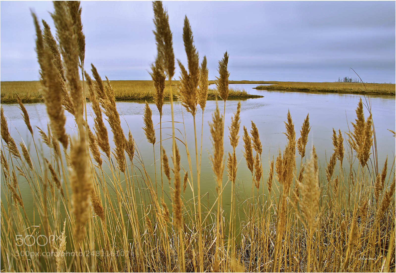 Nikon D500 sample photo. Bombay hook national wildlife photography