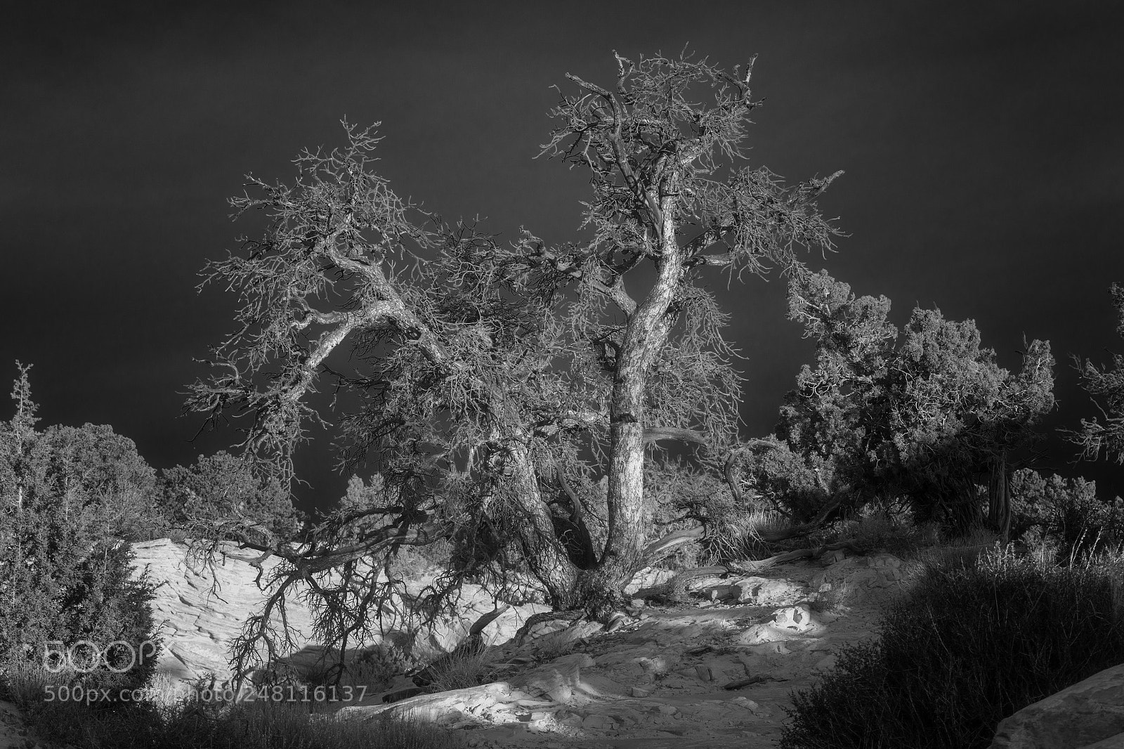 Nikon D7100 sample photo. Tree in the desert photography