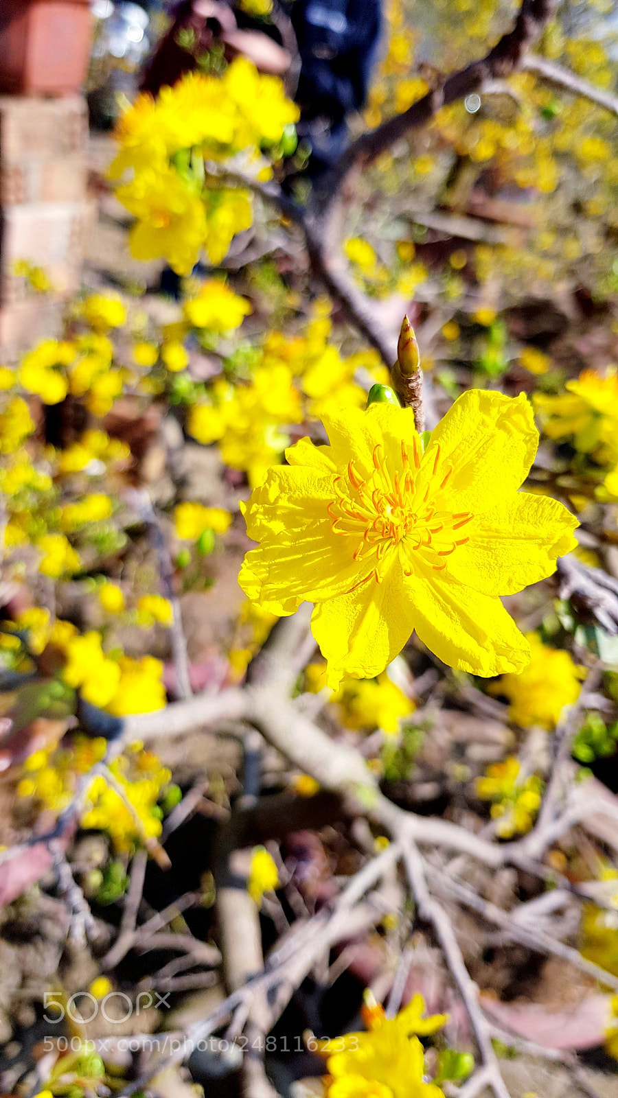 Samsung Galaxy S8 sample photo. Flower.jpg photography