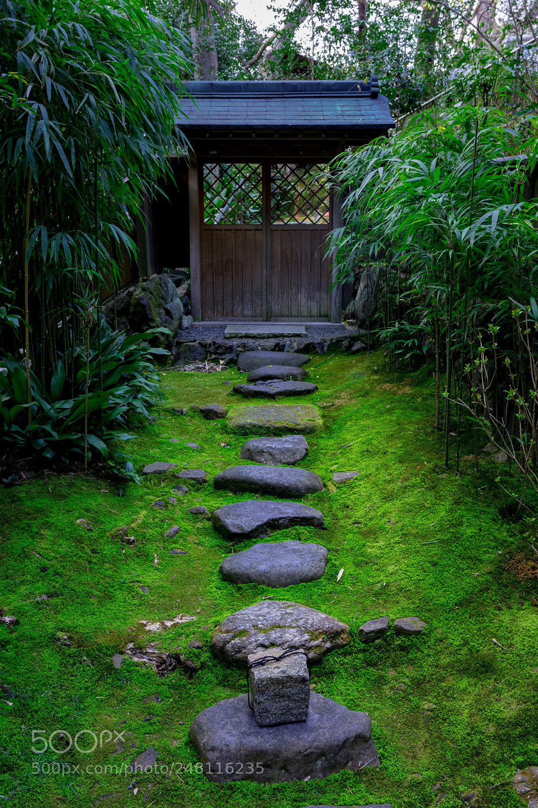 Nikon D7200 sample photo. Mossy pathway photography