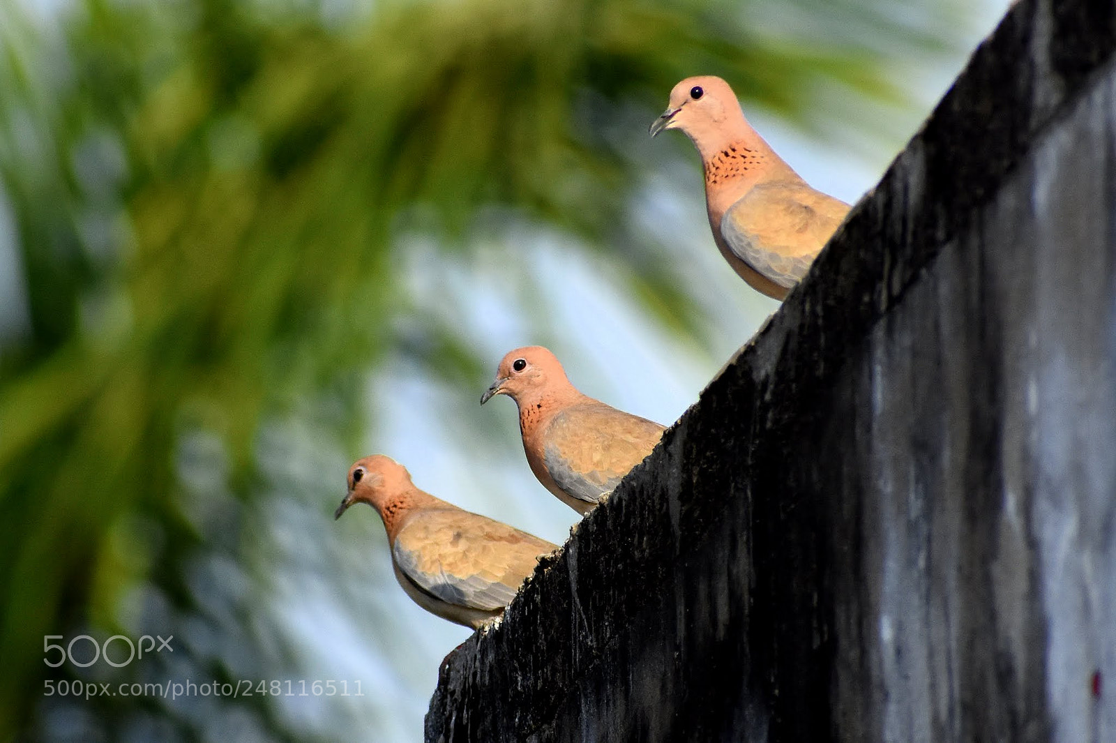 Nikon D7200 sample photo. Laughing dove photography