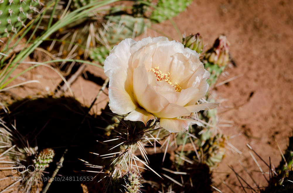 Nikon D5100 sample photo. Desert flower photography