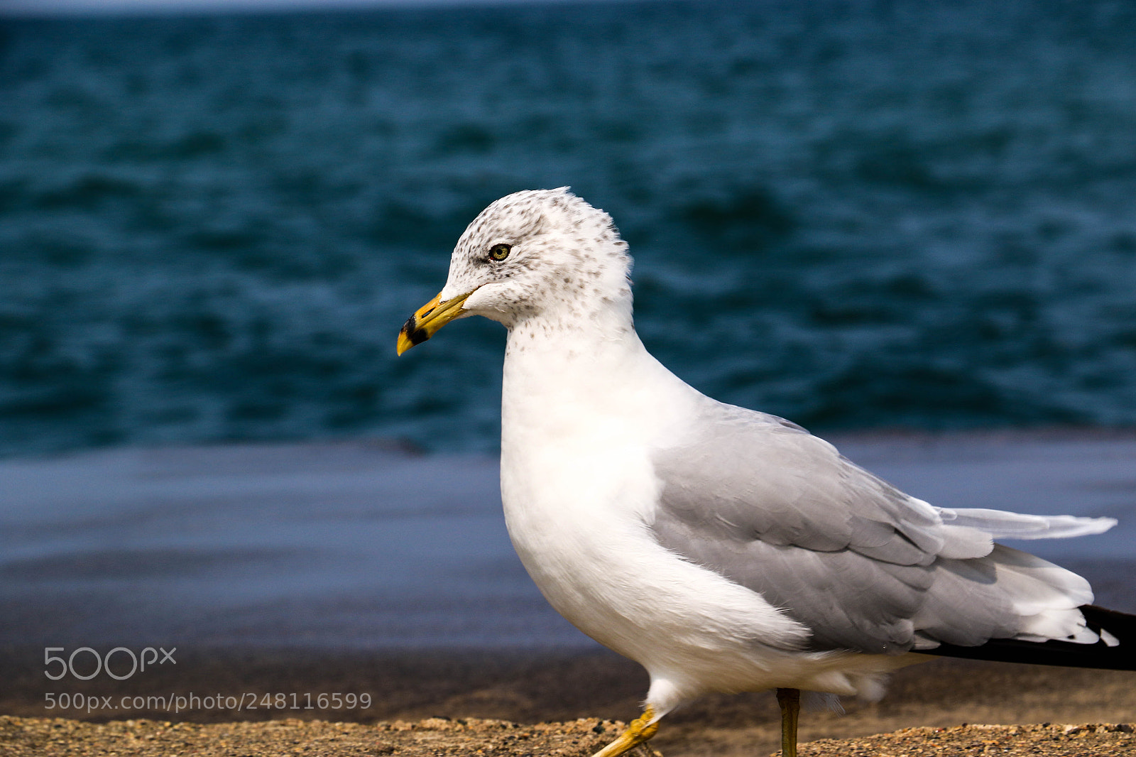 Canon EOS 7D Mark II sample photo. Ring-billed gull photography